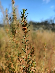 Gyrostemon australasicus