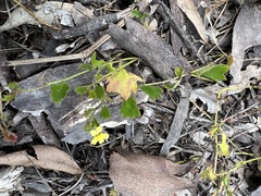 Goodenia rotundifolia