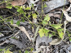 Goodenia rotundifolia