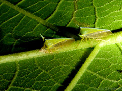 Alchisme tridentata
