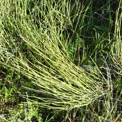 Ephedra californica