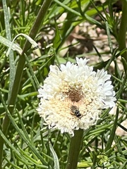 Chaenactis fremontii