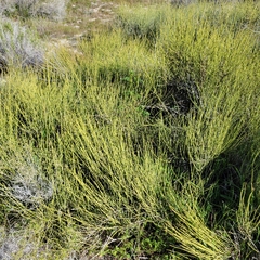 Ephedra californica
