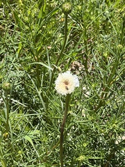 Chaenactis fremontii