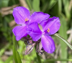 Tradescantia occidentalis