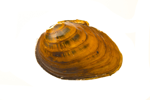 Clubshell Pearly Mussel