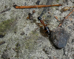 Camponotus consobrinus