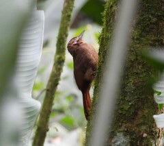 Dendrocincla fuliginosa