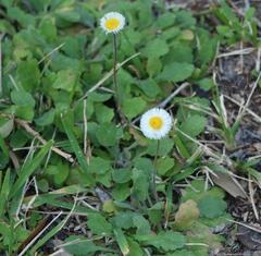 Erigeron procumbens