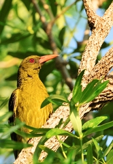 Oriolus flavocinctus
