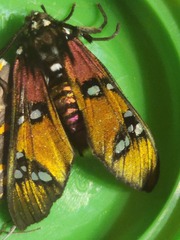 Chrysocale principalis