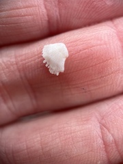 Dendraster excentricus