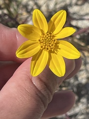 Bidens cabopulmensis