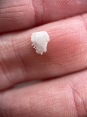 Dendraster excentricus