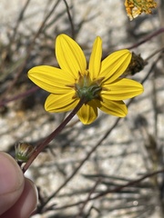 Bidens cabopulmensis