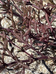 Bidens cabopulmensis