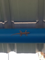 Hemidactylus platyurus