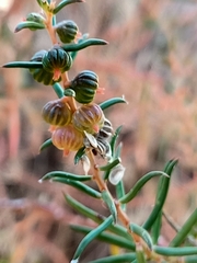 Gyrostemon australasicus