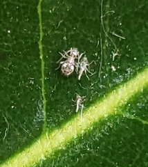 Teliapsocus