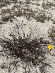 Bidens cabopulmensis