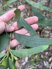 Acacia complanata