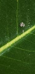 Teliapsocus