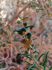 Gyrostemon australasicus