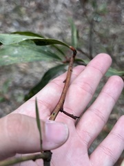 Acacia complanata