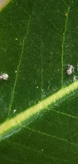 Teliapsocus