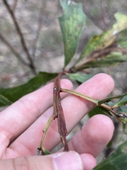 Acacia complanata