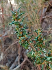 Gyrostemon australasicus