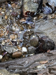 Petrolisthes cinctipes