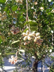 Quillaja saponaria