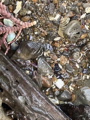 Petrolisthes cinctipes