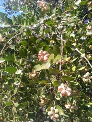 Quillaja saponaria