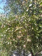 Quillaja saponaria