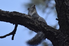 Sciurus arizonensis