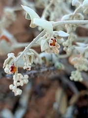 Chenopodium curvispicatum