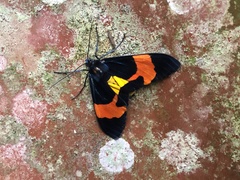 Callhistia leucomelas