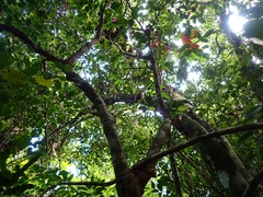 Arthroclianthus