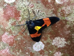 Callhistia leucomelas