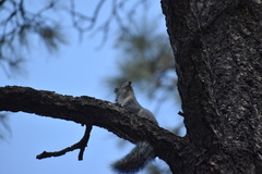 Sciurus arizonensis