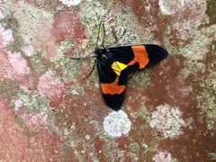 Callhistia leucomelas