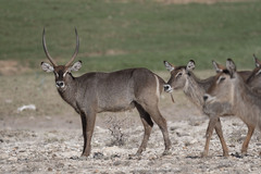 Kobus ellipsiprymnus