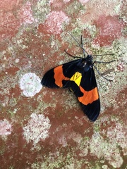 Callhistia leucomelas