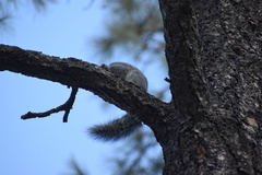 Sciurus arizonensis