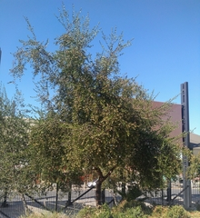 Quillaja saponaria