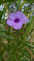 Ipomoea cairica