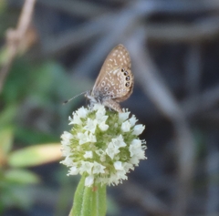 Brephidium pseudofea