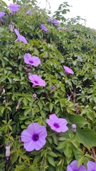 Ipomoea cairica
